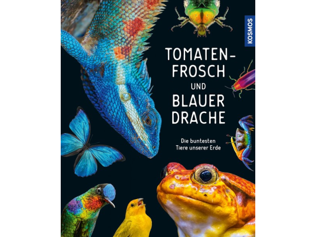 Tomatenfrosch und Blauer Drache