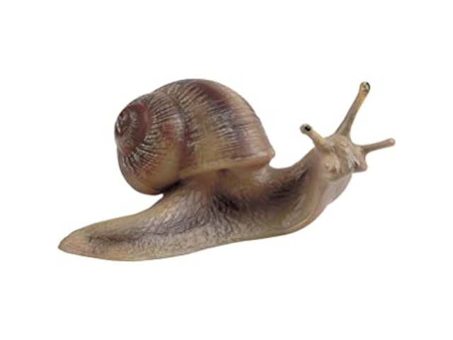 Weinbergschnecke