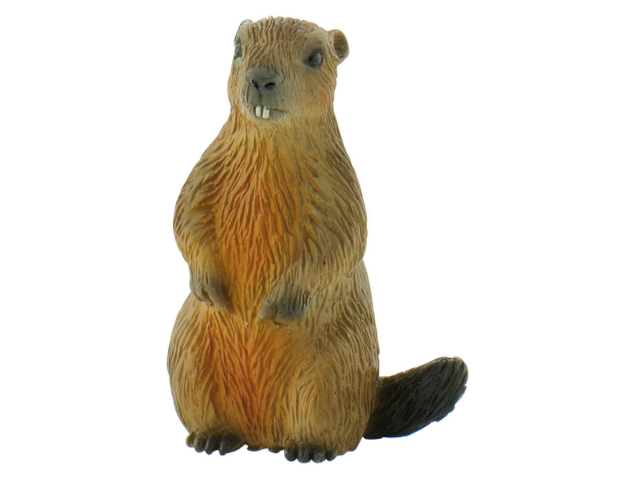 Murmeltier