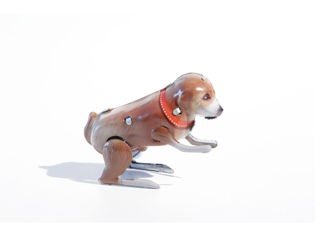 Hund `Tommy Hopper`