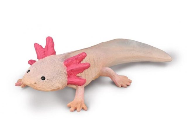 Axolotl