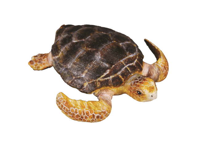 Unechte Karettschildkröte