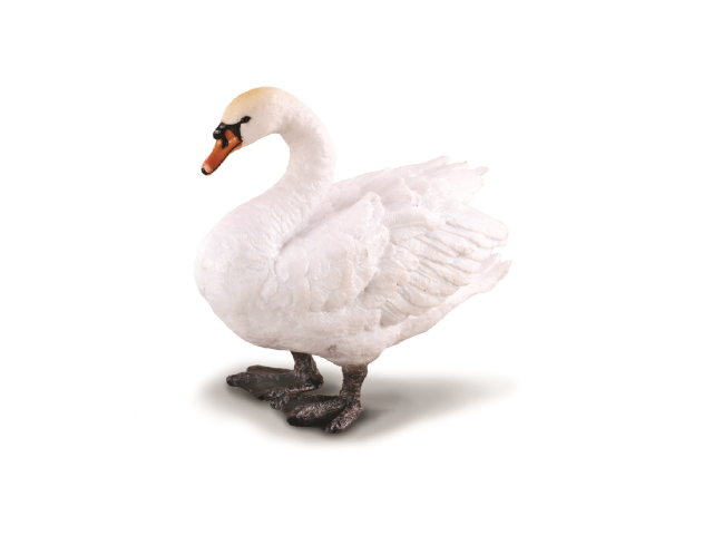 Höckerschwan