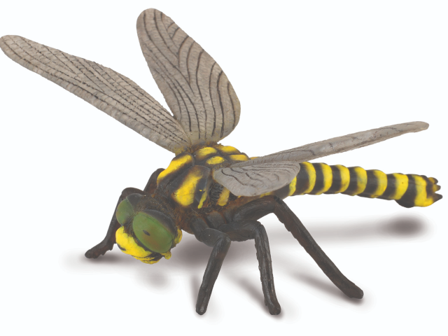 Libelle