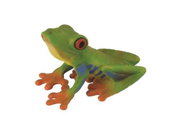 Rotaugenlaubfrosch