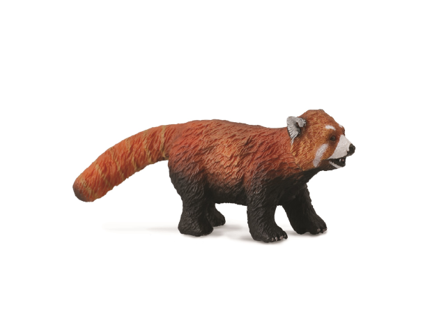 Roter Panda