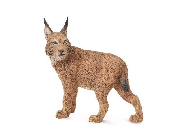 Luchs