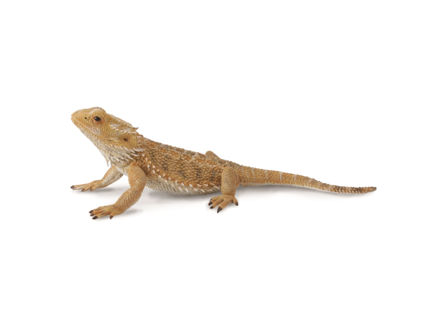 Bartagame