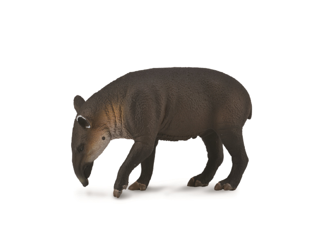 Mittelamerikanisches Tapir