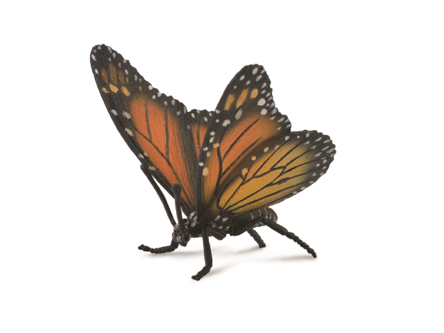 Monarchfalter