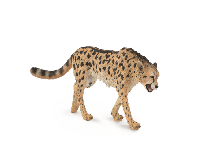 Königsgepard