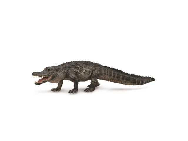 Amerikanischer Alligator