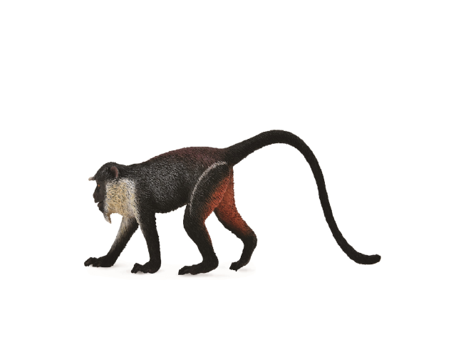 Dianameerkatze