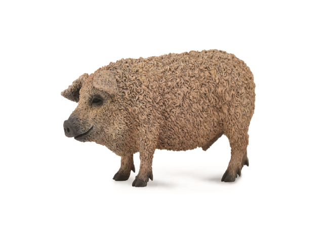 Mangalica Schwein