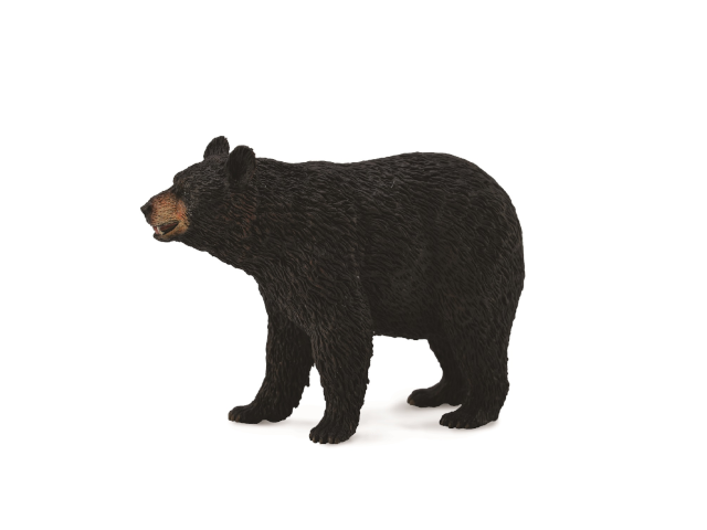 Amerikanischer Schwarzbär