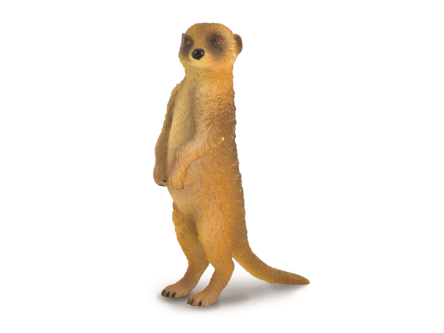Erdmännchen – stehend