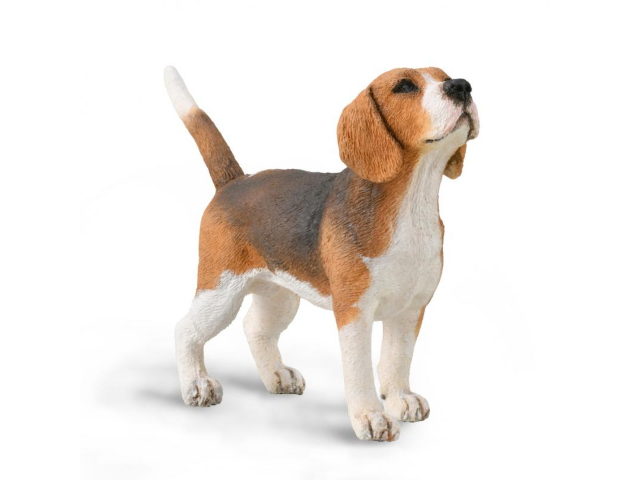 Beagle