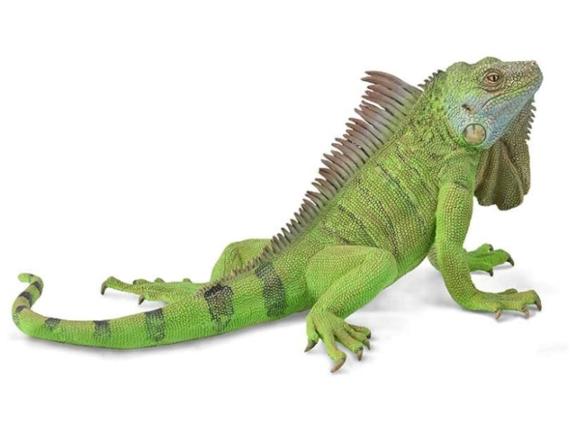 Iguana - grüner Leguan