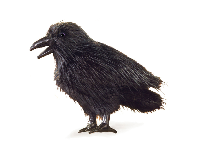 Rabe / Raven