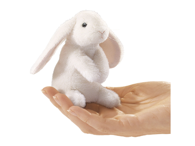 Mini Hängeohrhase / Mini Lop Ear Rabbit
