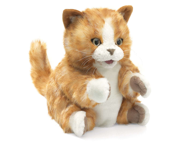 Kätzchen orange-braun / Orange Tabby Kitten