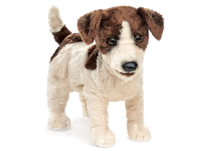 Jack Russell Terrier / Jack Russell Terrier