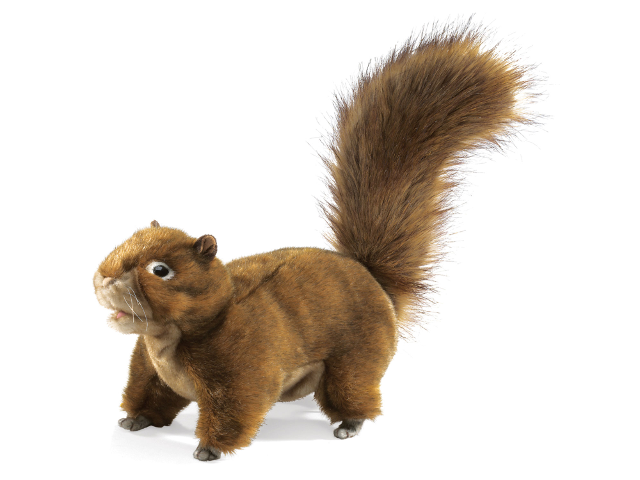 Eichhörnchen / Red Squirrel