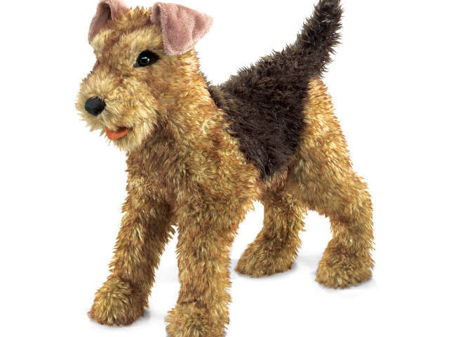 Airdale Terrier / Airdale Terrier