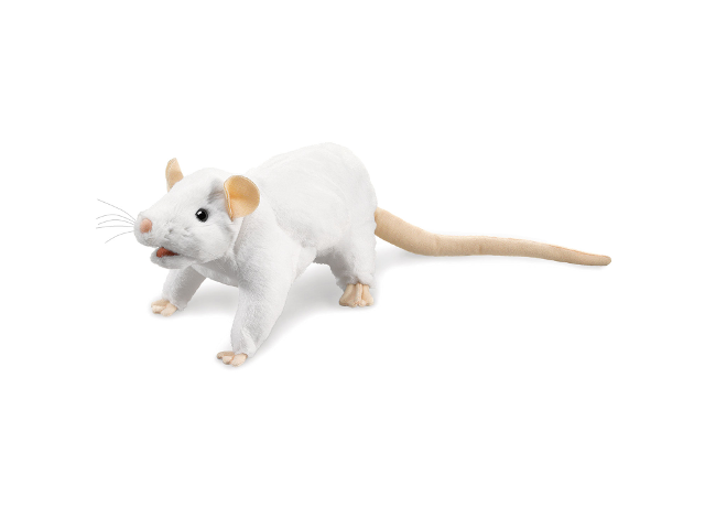 Weisse Ratte / White Rat