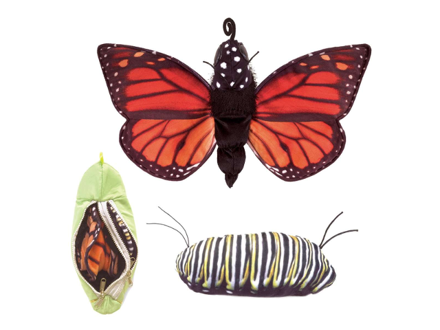 Metamorphose Schmetterling / Monarch Life Cycle - Metamorphose
