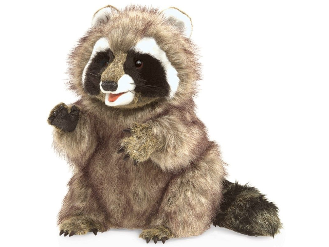 Waschbär / Raccoon