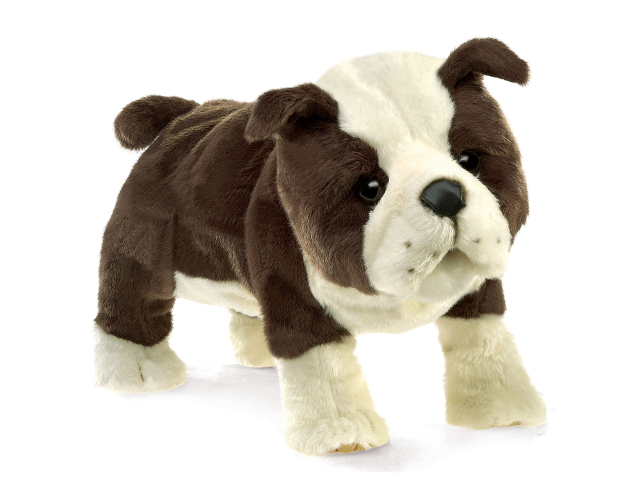 Englische Bulldogge / English Bulldog Puppy