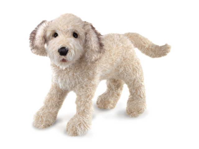 Labradoodle
