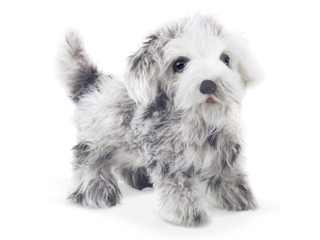 Shih Tzu Welpe