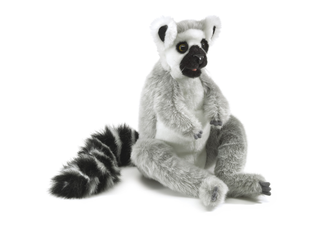 Katta / Ring-tailed Lemur