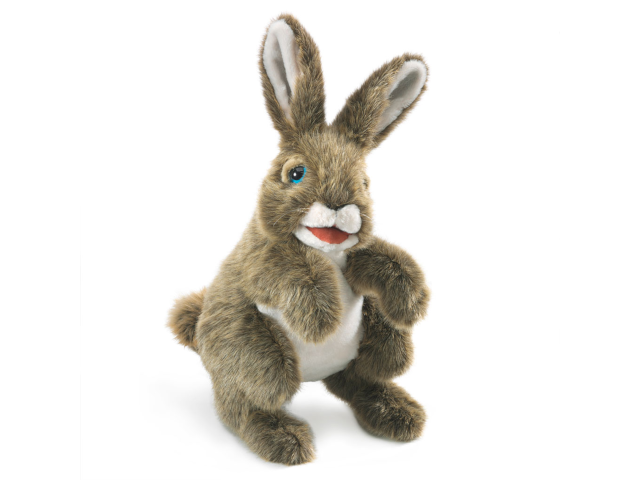 Hase