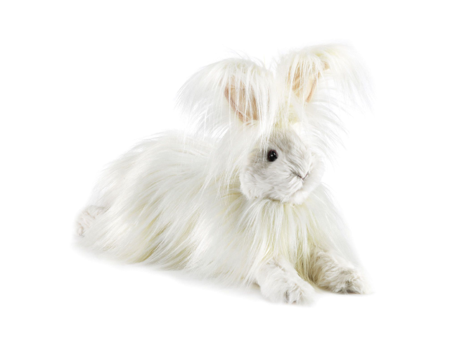Angora Rabbit / Angorakaninchen