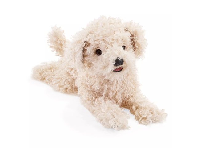 Pudelwelpe, weiss