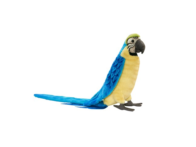 Papagei blau