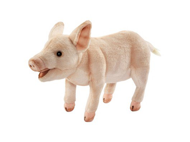 Schwein