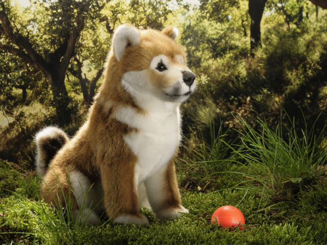 Shiba Inu Welpe, sitzend, 22 cm