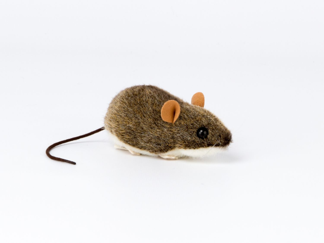 Waldmaus
