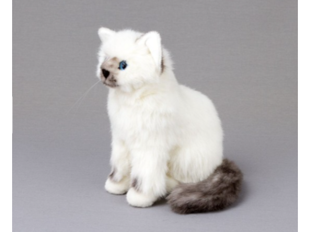 Kleine Birmakatze `Siri`