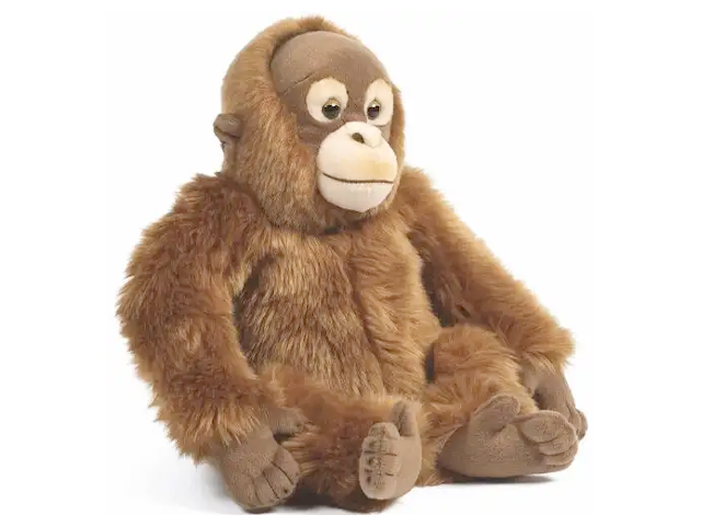 LIVING NATURE Orangutan