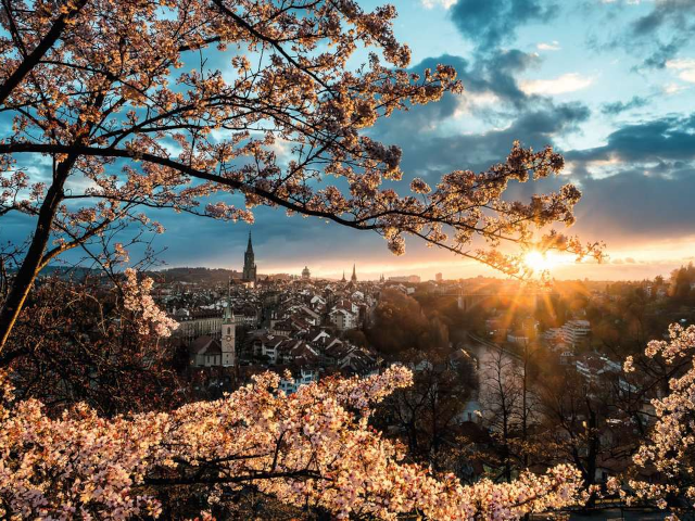 Puzzle 1000 Teile: Kirschblüten in Bern