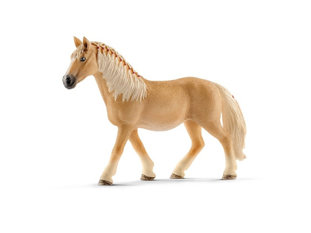 Haflinger Stute