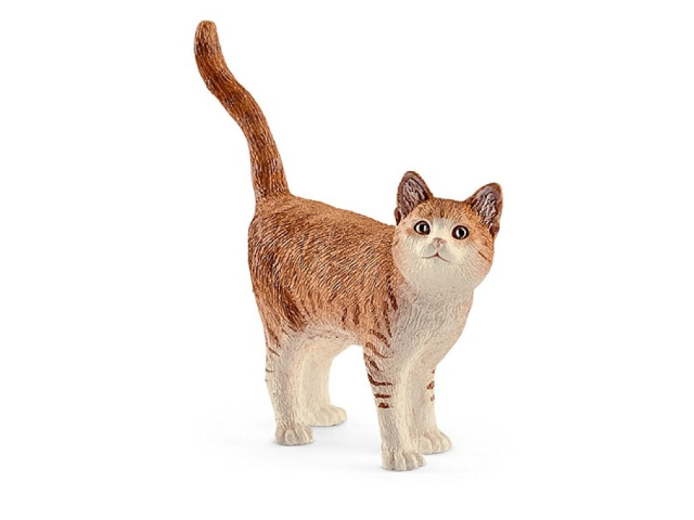 Katze stehend braun-weiss