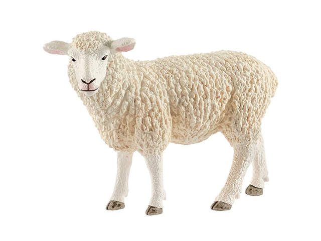 Schaf