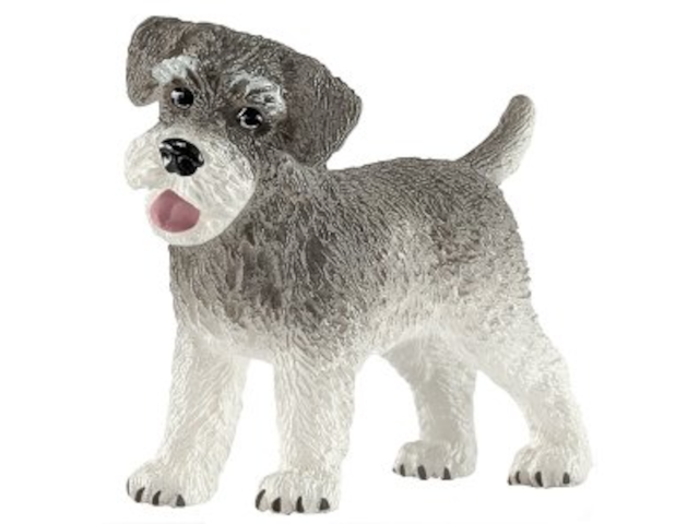 Zwergschnauzer