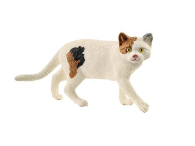Amerikanische Kurzhaarkatze